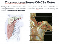 Approfondisci la tua comprensione con foto anatomiche reali.