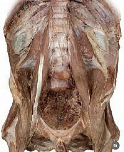 Khám lâm sàng bằng cách sờ nắn khớp háng và vùng thắt lưng.