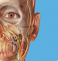 Ứng dụng hiển thị cơ thể