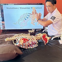 臨床腰骨盆穩定性評估